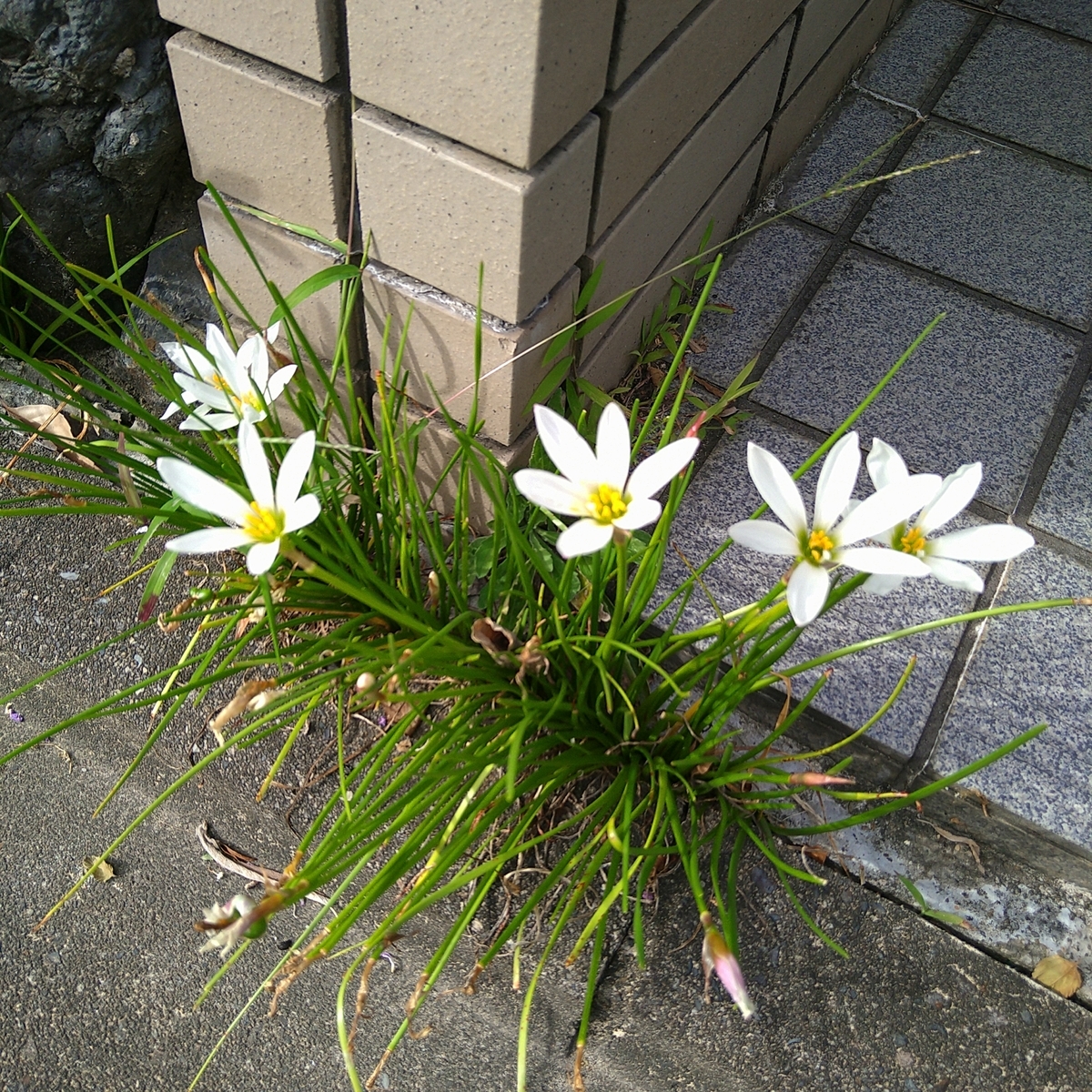f:id:snow20071015:20201113165213j:plain
