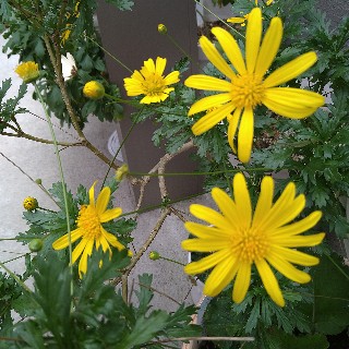 f:id:snow20071015:20201113180812j:image