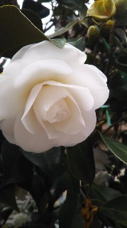 f:id:snow20071015:20201220134146j:image f:id:snow20071015:20201220134146j:image