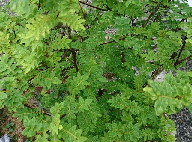 f:id:snow36:20180606165428j:image f:id:snow36:20180606165428j:image