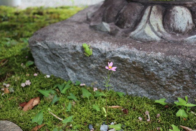 f:id:snow36:20180618152344j:image