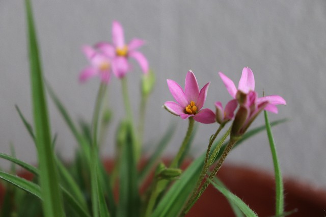 f:id:snow36:20180701080123j:image f:id:snow36:20180701080123j:image