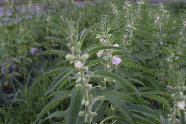 f:id:snow36:20180720110335j:image