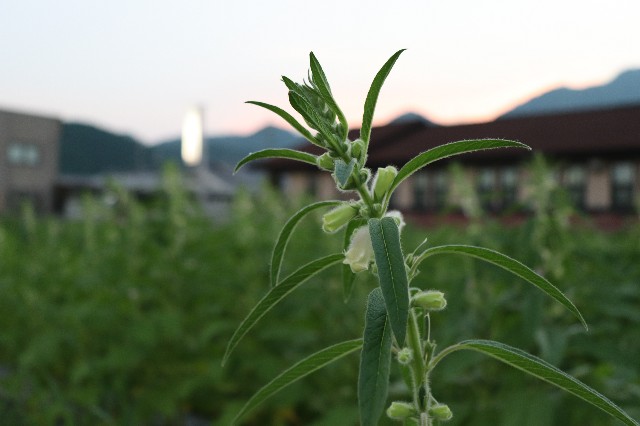 f:id:snow36:20180720110414j:image