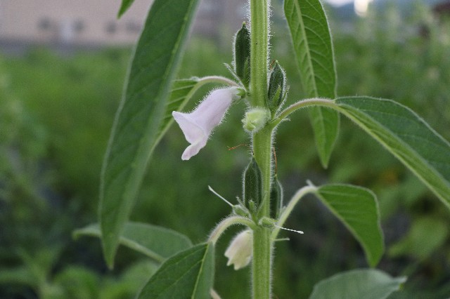 f:id:snow36:20180720110434j:image