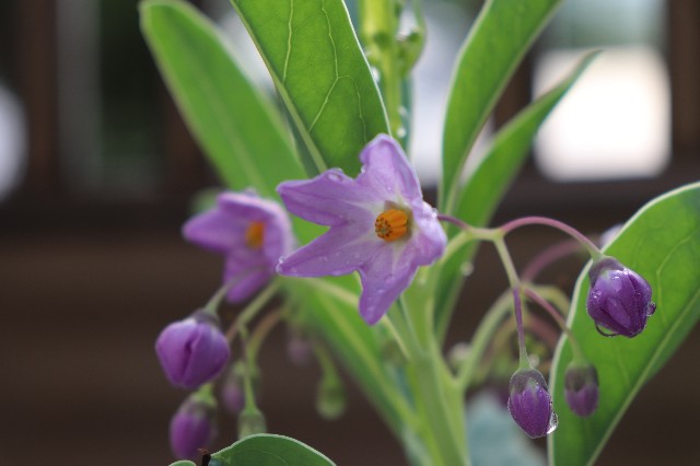 f:id:snow36:20180727231247j:image