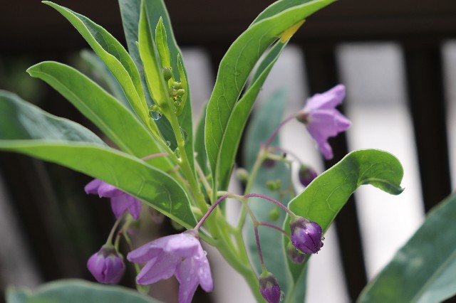 f:id:snow36:20180728142541j:image