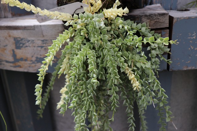 f:id:snow36:20180820174049j:image f:id:snow36:20180820174049j:image