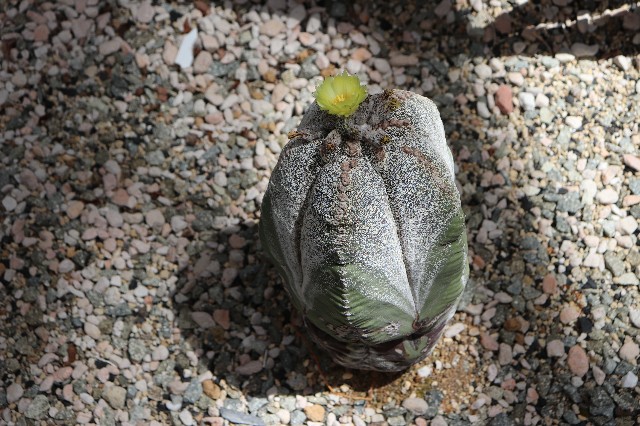 f:id:snow36:20180820174203j:image f:id:snow36:20180820174203j:image