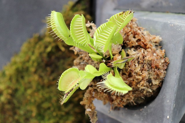 f:id:snow36:20180820175416j:image f:id:snow36:20180820175416j:image