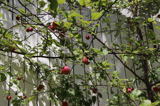 f:id:snow36:20180820183025j:image f:id:snow36:20180820183025j:image