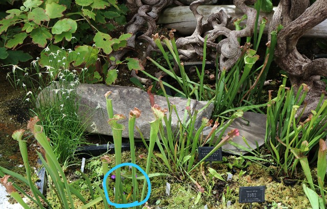 f:id:snow36:20180820211336j:image f:id:snow36:20180820211336j:image