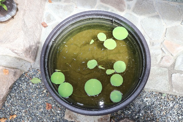 f:id:snow36:20180825125325j:image