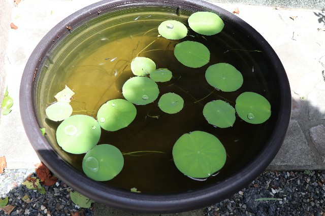 f:id:snow36:20180825130016j:image