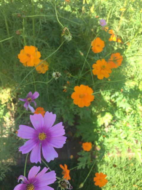 f:id:snow36:20181006074728j:image