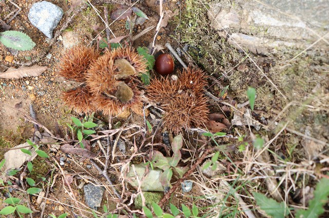 f:id:snow36:20181011163051j:image