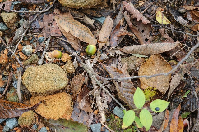 f:id:snow36:20181011163110j:image