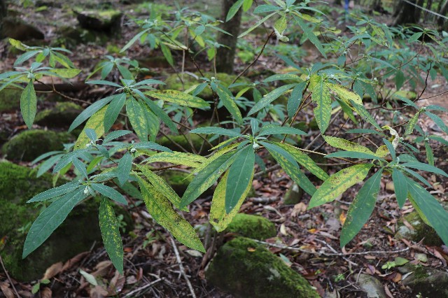 f:id:snow36:20181011163140j:image