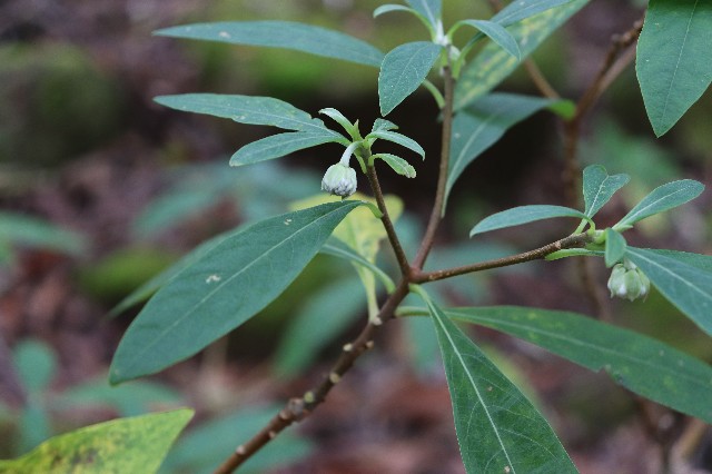 f:id:snow36:20181011163414j:image