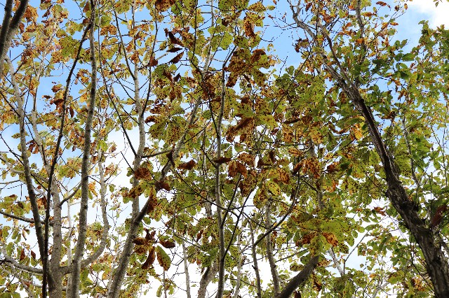 f:id:snow36:20181016131906j:image