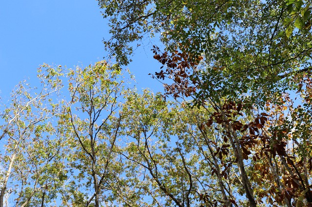 f:id:snow36:20181016132059j:image