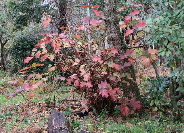 f:id:snow36:20181212233321j:image f:id:snow36:20181212233321j:image