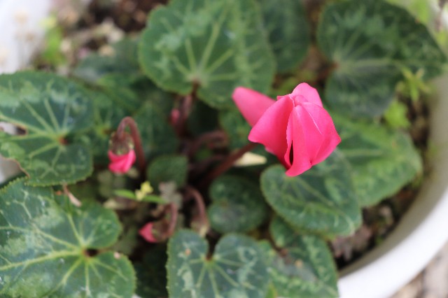 f:id:snow36:20181212233439j:image f:id:snow36:20181212233439j:image