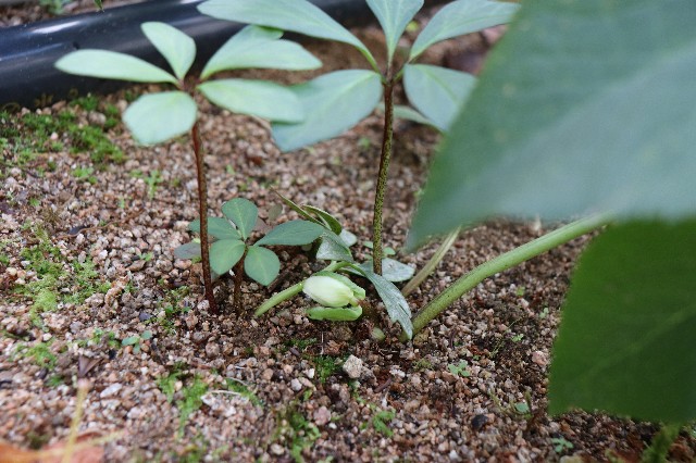 f:id:snow36:20181212233529j:image f:id:snow36:20181212233529j:image