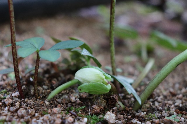 f:id:snow36:20181212233544j:image f:id:snow36:20181212233544j:image