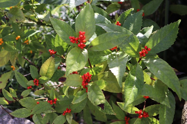 f:id:snow36:20181229002708j:image f:id:snow36:20181229002708j:image