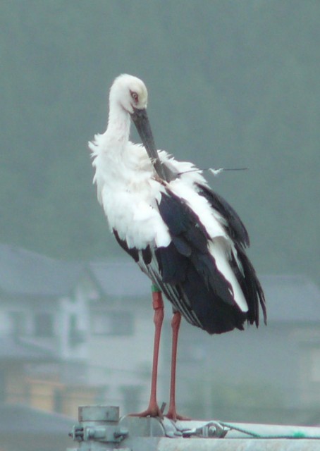 f:id:snow36:20181229003335j:image f:id:snow36:20181229003335j:image