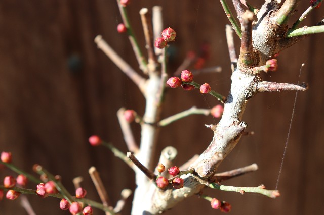 f:id:snow36:20190104153015j:image f:id:snow36:20190104153015j:image