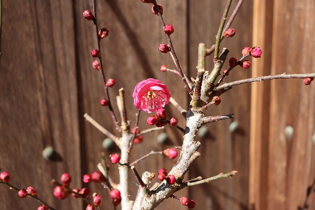 f:id:snow36:20190122225736j:image