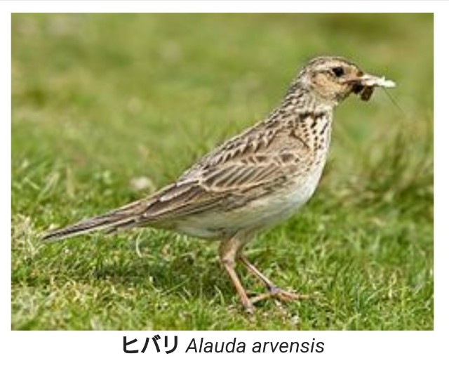 f:id:snow36:20190129133534j:image