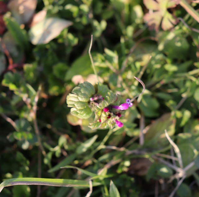 f:id:snow36:20190131173448j:image