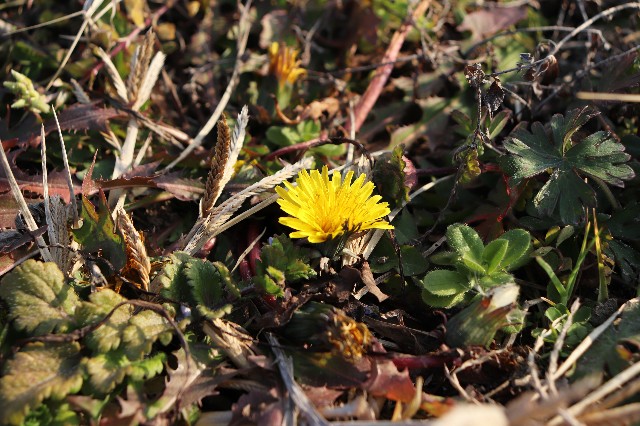 f:id:snow36:20190131173502j:image