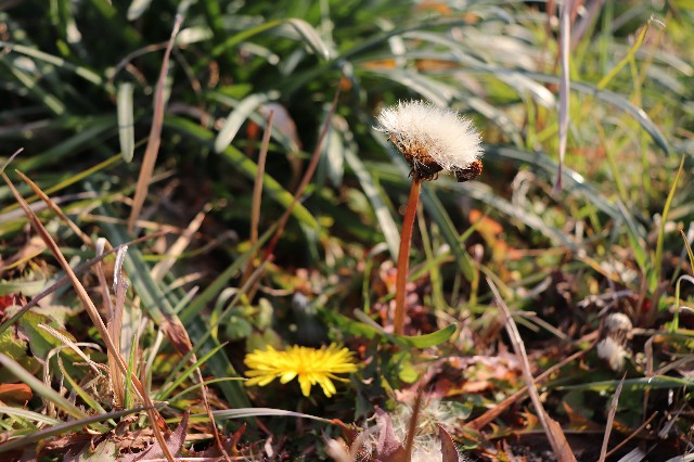 f:id:snow36:20190131173516j:image