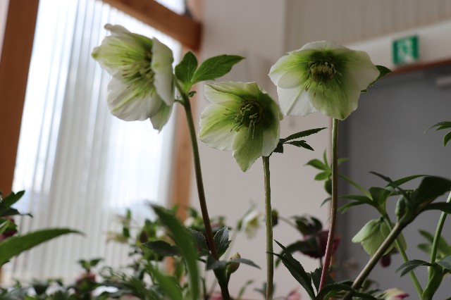 f:id:snow36:20190305135333j:image