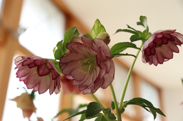 f:id:snow36:20190305135407j:image