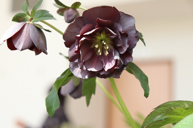 f:id:snow36:20190305135434j:image