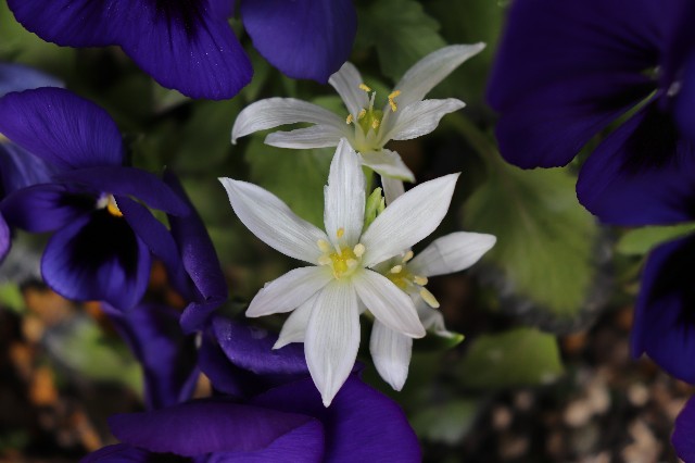 f:id:snow36:20190321222101j:image f:id:snow36:20190321222101j:image