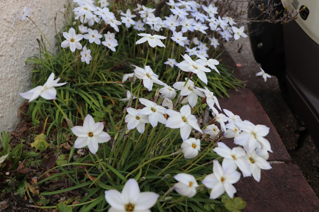f:id:snow36:20190328231301j:image