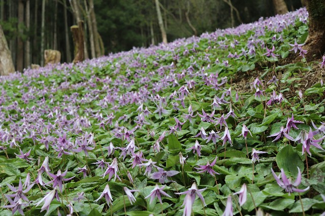 f:id:snow36:20190409222118j:image f:id:snow36:20190409222118j:image