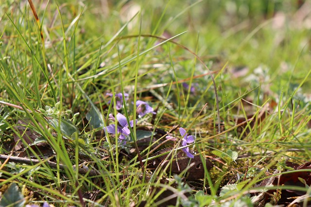 f:id:snow36:20190409222348j:image f:id:snow36:20190409222348j:image