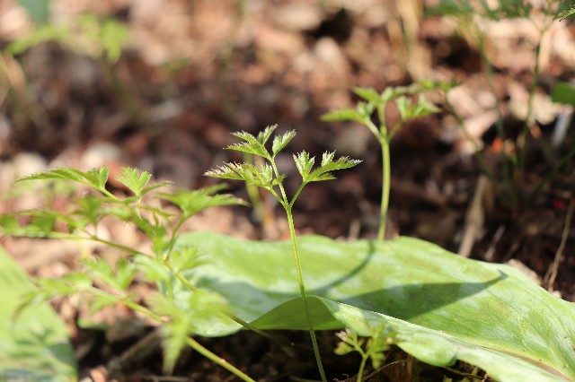 f:id:snow36:20190409222446j:image f:id:snow36:20190409222446j:image