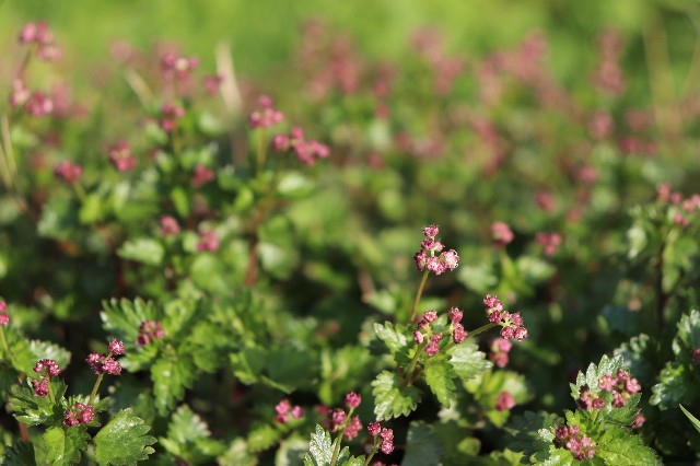 f:id:snow36:20190409222511j:image f:id:snow36:20190409222511j:image