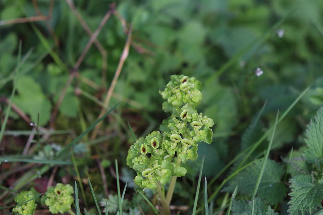 f:id:snow36:20190409222540j:image f:id:snow36:20190409222540j:image