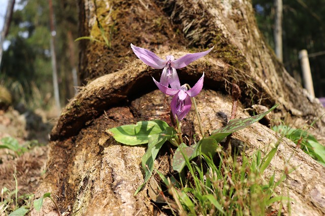 f:id:snow36:20190409222638j:image f:id:snow36:20190409222638j:image