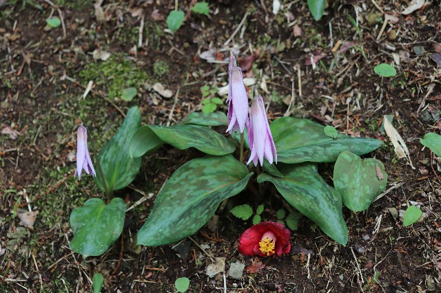 f:id:snow36:20190409223423j:image f:id:snow36:20190409223423j:image