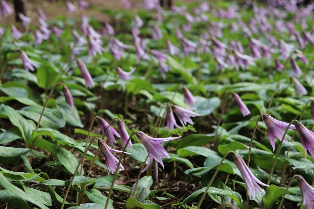 f:id:snow36:20190409223714j:image f:id:snow36:20190409223714j:image